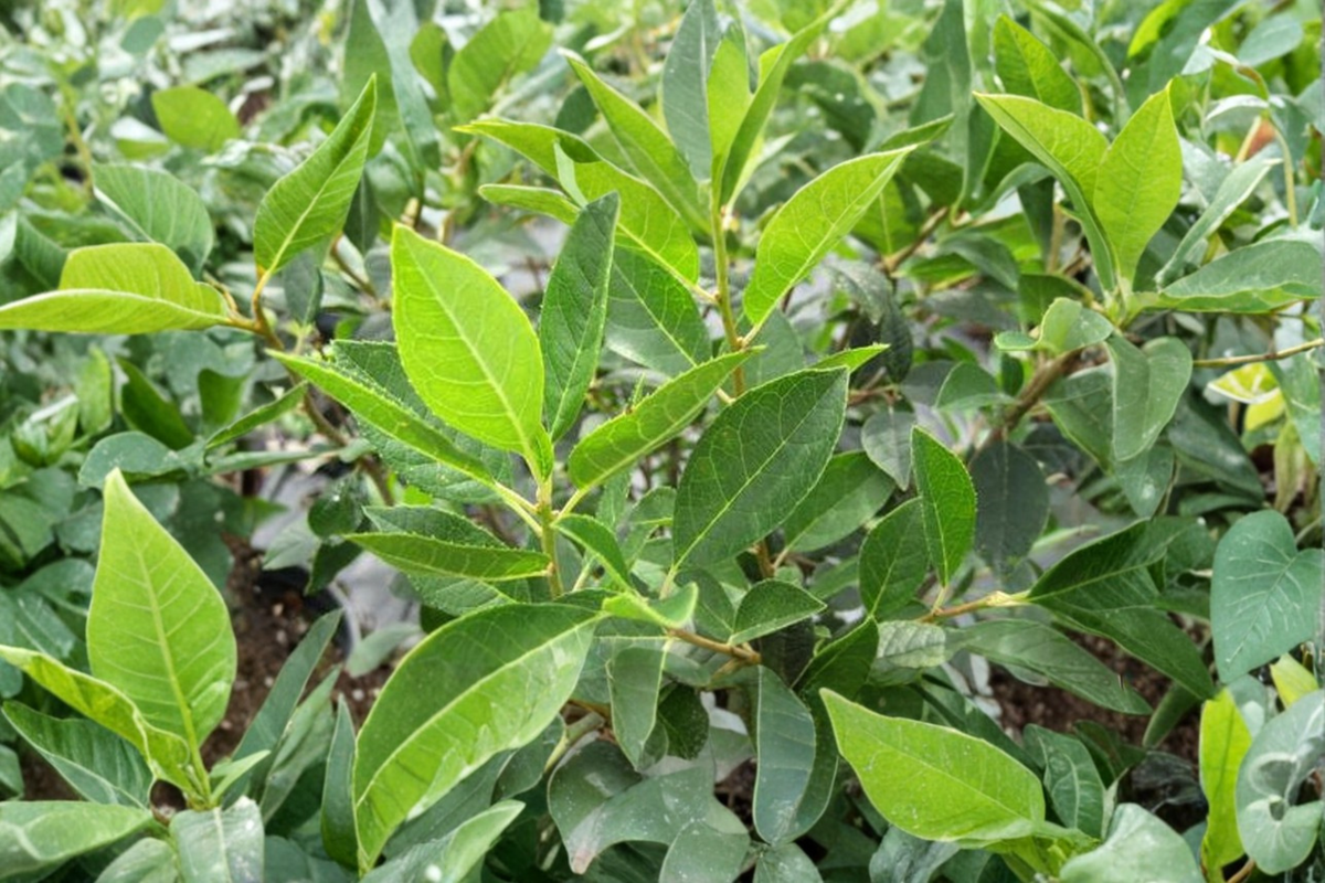 Jim Dandy Winterberry Holly - Male Ilex verticillata, 1 Gallon