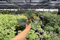 Alocasia Reginae – 2 Exact Live Plants in 4-Inch Pots (Alocasia reginae)