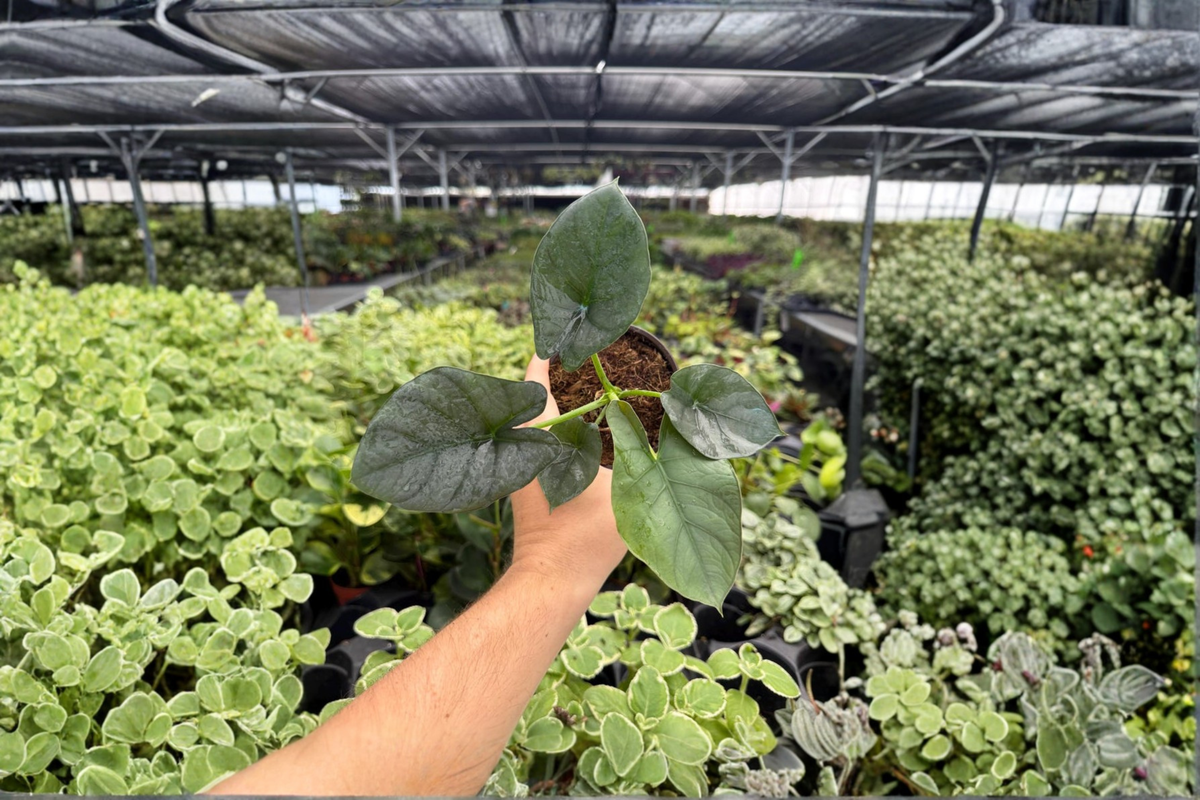 Alocasia Reginae – 2 Exact Live Plants in 4-Inch Pots (Alocasia reginae)
