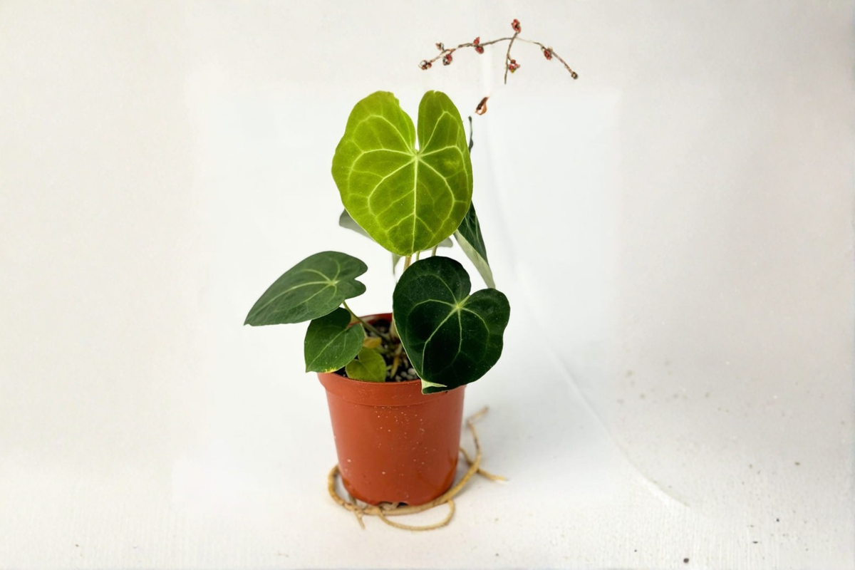 Anthurium Clarinervium Live Plant in 4" Pot – Dark Velvet Leaves with White Veining