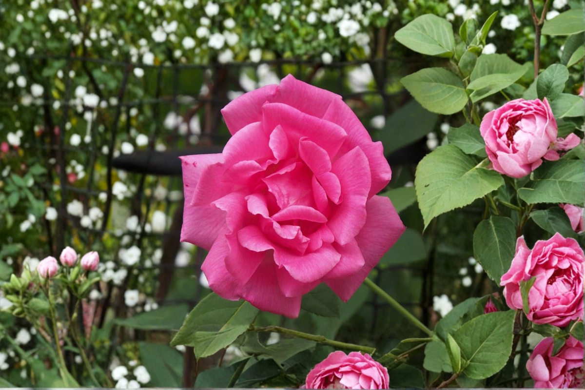 Peggy Martin Climbing Rose Live Plant - Pink 2-3 ft Climbing Rose Bush