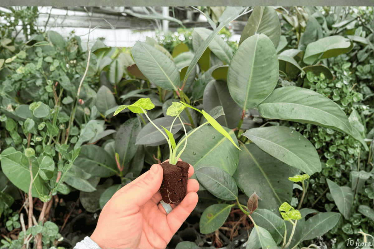 Yellow Variegated Alocasia Gageana Aurea - 2 Exact Live Starter Plants