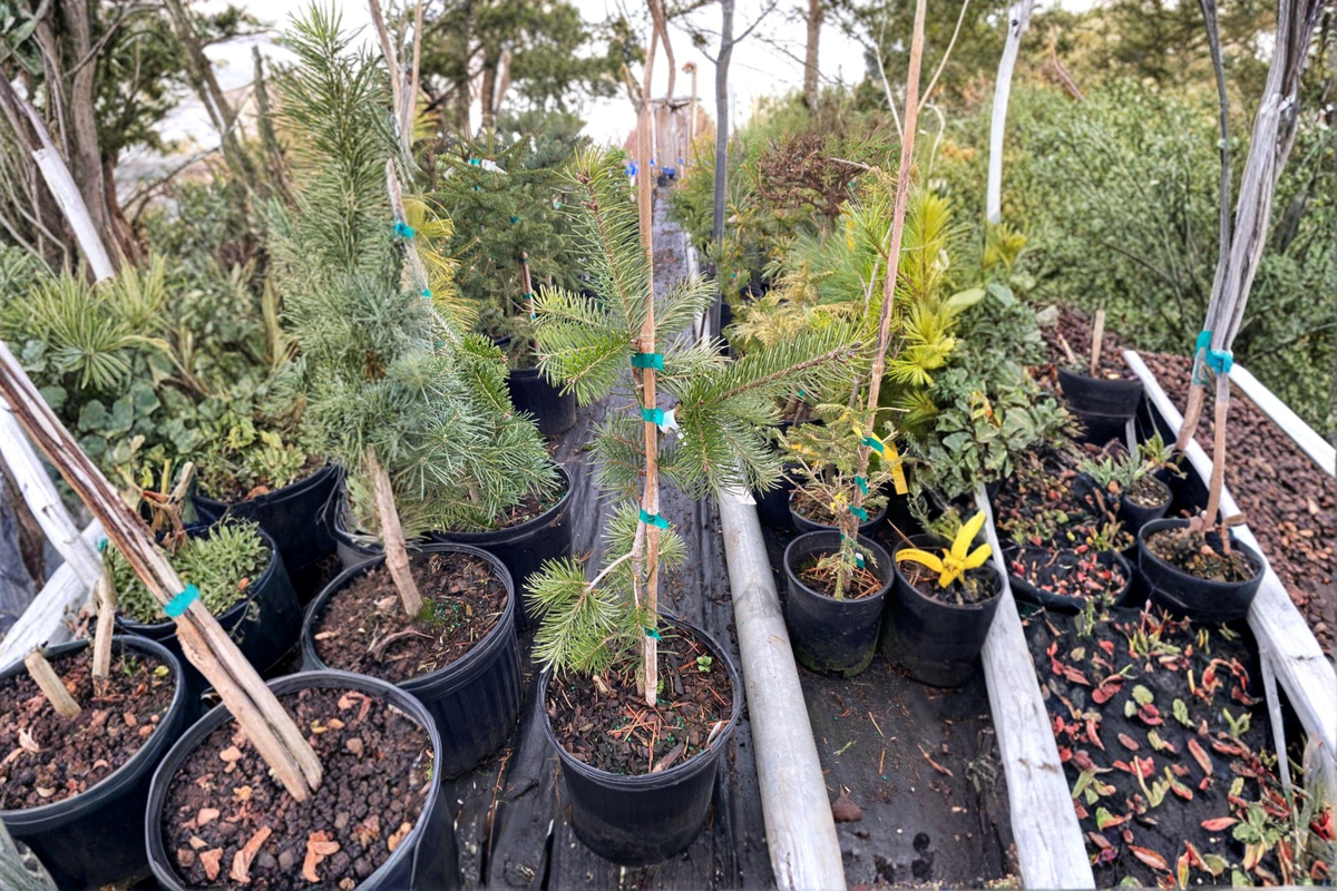 Graceful Grace Douglas Fir Live Plant, 1 Gallon Pot, ~12" Tall - Weeping Evergreen Tree
