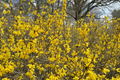 Forsythia Vermont Sun 2 Gallon Live Plant - Early Yellow Blooming Shrub