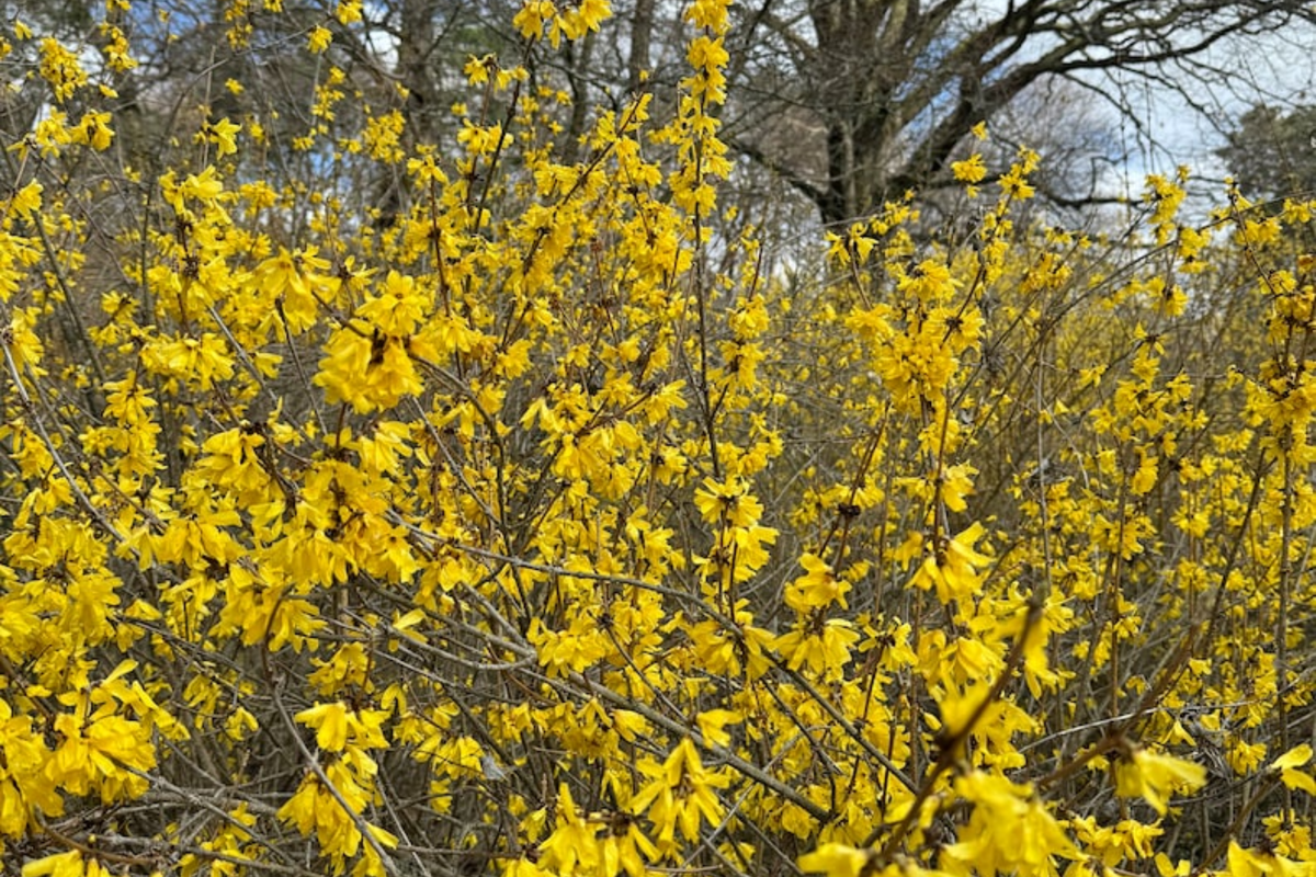 Forsythia Vermont Sun 2 Gallon Live Plant - Early Yellow Blooming Shrub
