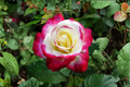 Moonlight Pink Rose Seeds - 20 Seed Pack for Ornamental Garden