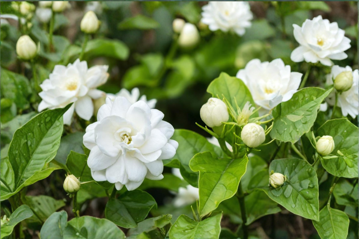 Arabian Jasmine (Jasminum sambac) Maid of Orleans - 2 Rooted Starter Plants, 3-6"