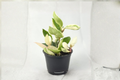 Hoya Carnosa Krimson Queen Variegated 4-inch Rooted Starter Plant