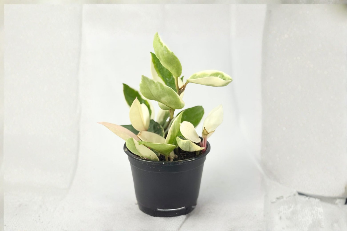 Hoya Carnosa Krimson Queen Variegated 4-inch Rooted Starter Plant