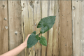 Alocasia 'Metalhead' Starter Plants (2) - Bare Root Hybrid