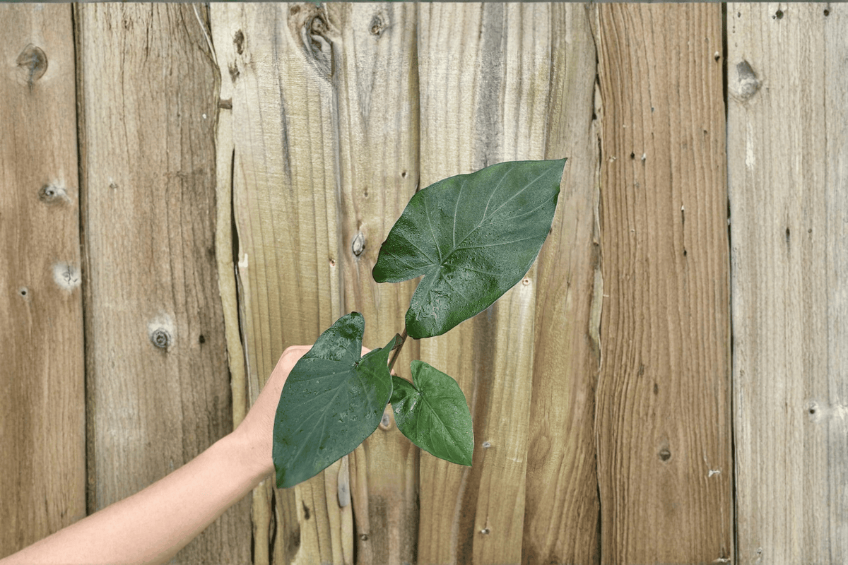Alocasia 'Metalhead' Starter Plants (2) - Bare Root Hybrid