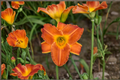 Bright Sunset Daylily (Hemerocallis ‘Bright Sunset’) Bare Root - 3 Plants