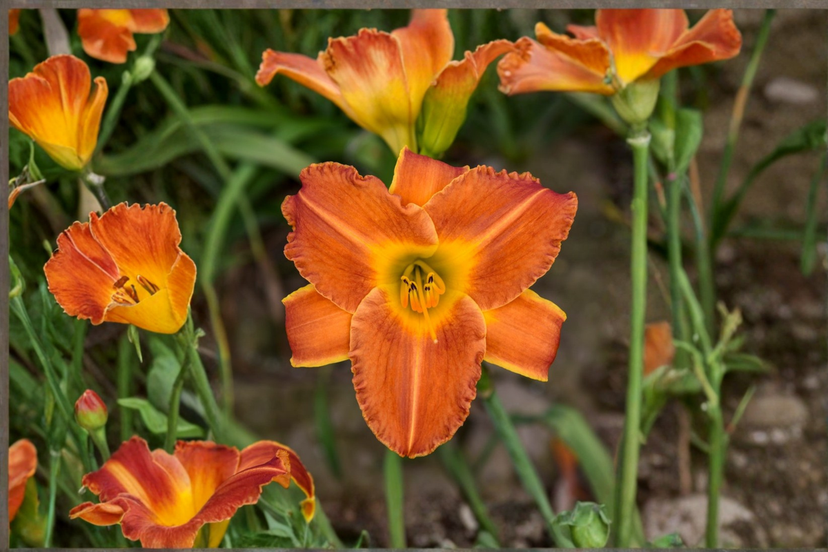 Bright Sunset Daylily (Hemerocallis ‘Bright Sunset’) Bare Root - 3 Plants
