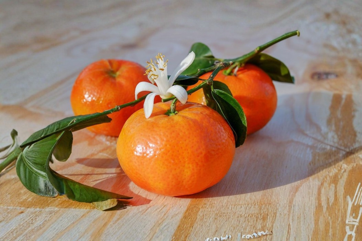 Owari Satsuma Mandarin Grafted Live Tree | Semi-Dwarf, Self-Pollinating Citrus for Patio & Containers