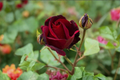 English Red Purple Rose Seeds - 20 Pack | Ornamental Shrub rose bush flowers