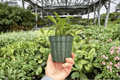 Hoya 'Rosita' Live Plant – 4-Inch Pot, Exact Plant Pictured