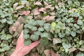 Strawberry Begonia (Saxifraga stolonifera) - 2 Live Bare-Root Plants, 4-Inch Size
