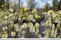 Dwarf Fothergilla (Fothergilla gardenii) 4" Live Plant – White Spring Blooms, Fall Color
