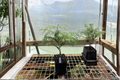 Dorset Yellow Arborvitae (Thuja occidentalis ‘Dorset Yellow’) - 4" Pot