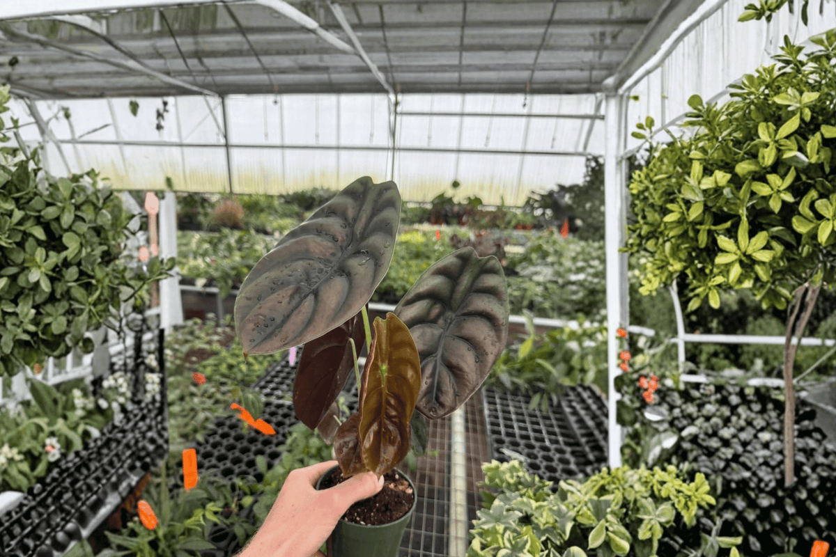 Alocasia Cuprea 2 Live Plants in 4-Inch Pots | Indoor Tropical Foliage