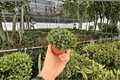 Haworthia retusa - 2 Live Plants in 4-Inch Pots (Haworthia retusa)