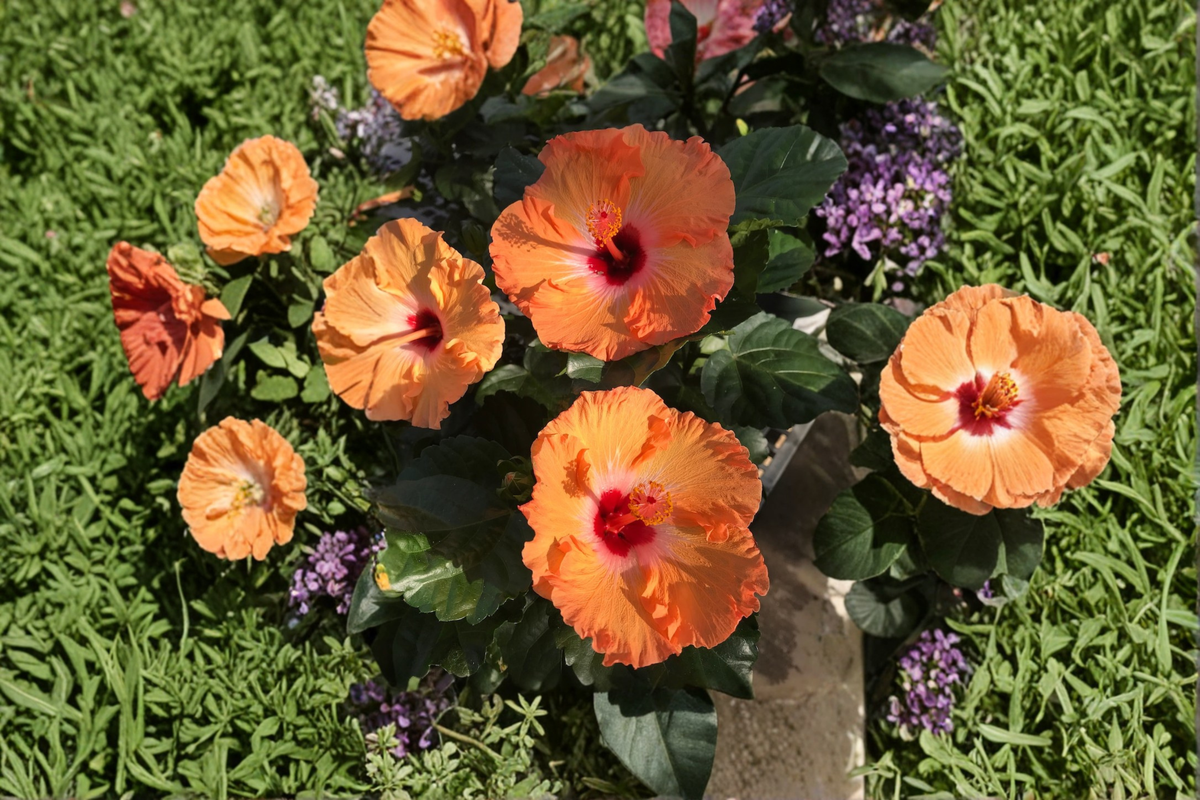 Orange Hibiscus Live Plant 1–1.5 ft Tall | Mature Flowering Plant Shipped Without Pot