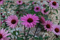Purple Emperor Coneflower Echinacea purpurea - 3 Rooted Starter Plants in 1 Qt Pots