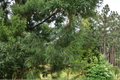 Torulosa Eastern White Pine - Pinus strobus ‘Torulosa’ 18-Inch Live Plant in 1-Gallon Pot