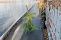 Gold Drift Weeping Norway Spruce - Picea abies ‘Gold Drift’ 12" Live Plant in 1-Gallon Pot