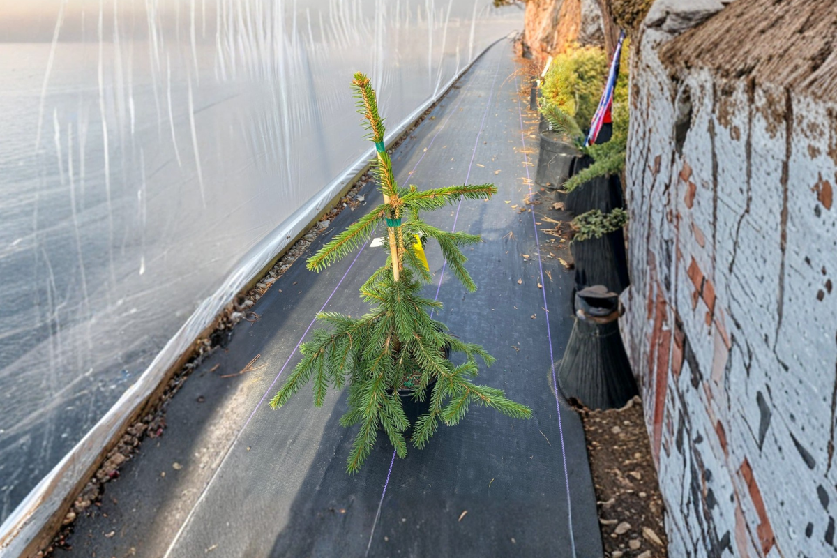 Gold Drift Weeping Norway Spruce - Picea abies ‘Gold Drift’ 12" Live Plant in 1-Gallon Pot