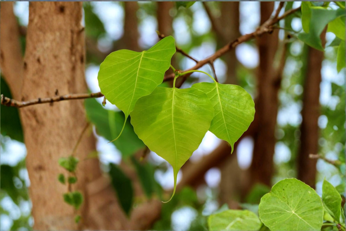 Sacred Fig Fresh Leaves (Ficus religiosa) – 10+ Leaves for Craft & Educational Use