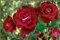 Scarlet Red & White Rose Seeds - Bi-Color Rosa Seed Pack (10 Seeds)