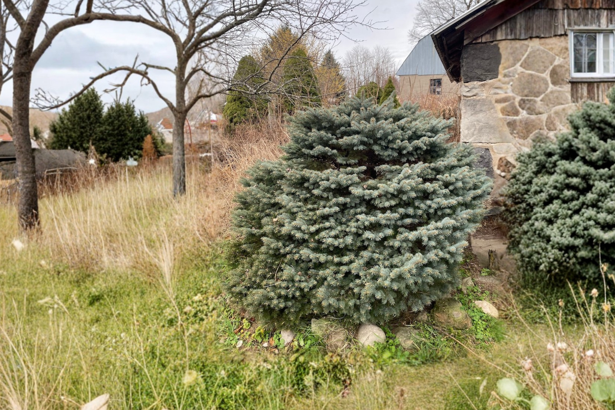 Blue Spruce Thuem Picea pungens 2 Gallon Live Evergreen Conifer Tree