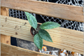 Hoya Rangsan Splash Starter Plant | Variegated Hoya 2-Inch Pot