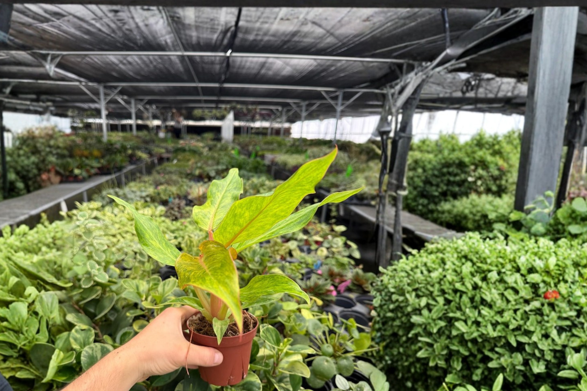 Philodendron Orange Marmalade 2 Live Plants in 4-Inch Pots