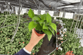 Jade Pothos (Epipremnum aureum) - 2 Live 4-Inch Pots, Multi-Plant Per Pot