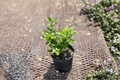 Arabian Sambac Jasmine Live Plant - 1 Gallon Pot, White Flowers