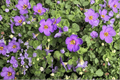 Epic Blue Bacopa (Sutera cordata) - 1 Live Plant in 4-Inch Pot