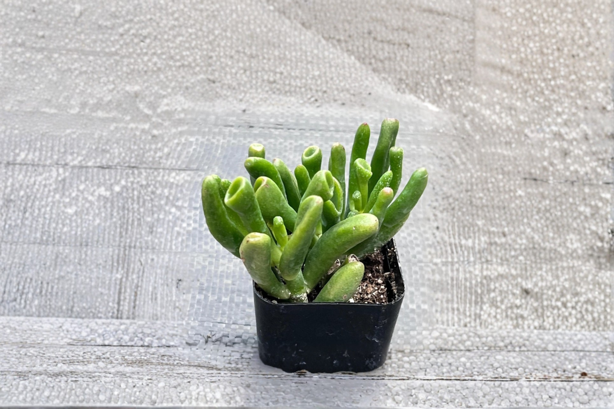 Gollum Jade Succulent Crassula ovata ‘Gollum’ - 4 Inch Rooted Live Plant