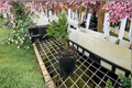 Bodmeri Arborvitae Thuja occidentalis ‘Bodmeri’ - Quart Pot Evergreen Shrub
