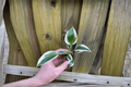 Hosta Patriot Starter Plants – 2 Live Starter Plants in Soil Pods
