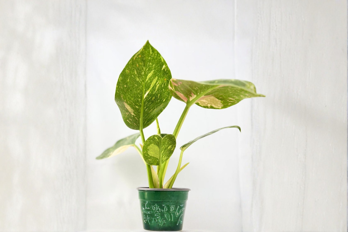 Philodendron Green Congo Nuclear – Variegated 3–4 Inch Pot Live Plant