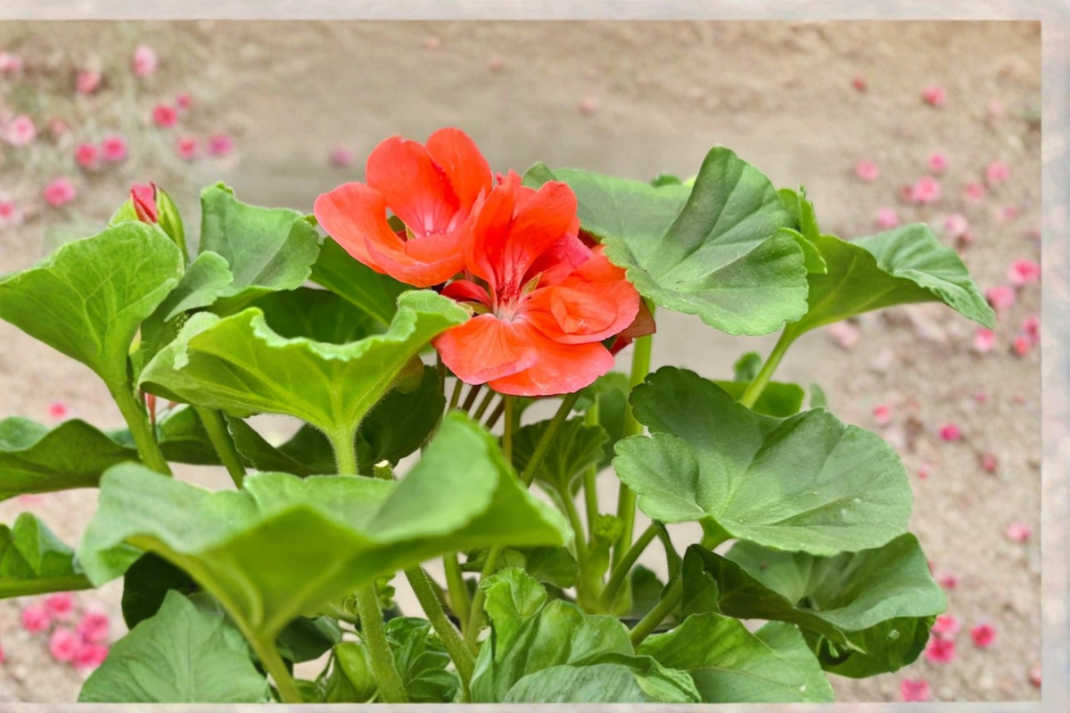 Dark Salmon Geranium - Pelargonium Live Plant, Flowering, Mature, Shipped Without Pot