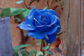 Midnight Blue Rose Seeds – 30 Blue-Purple Seed Pack for Ornamental Garden