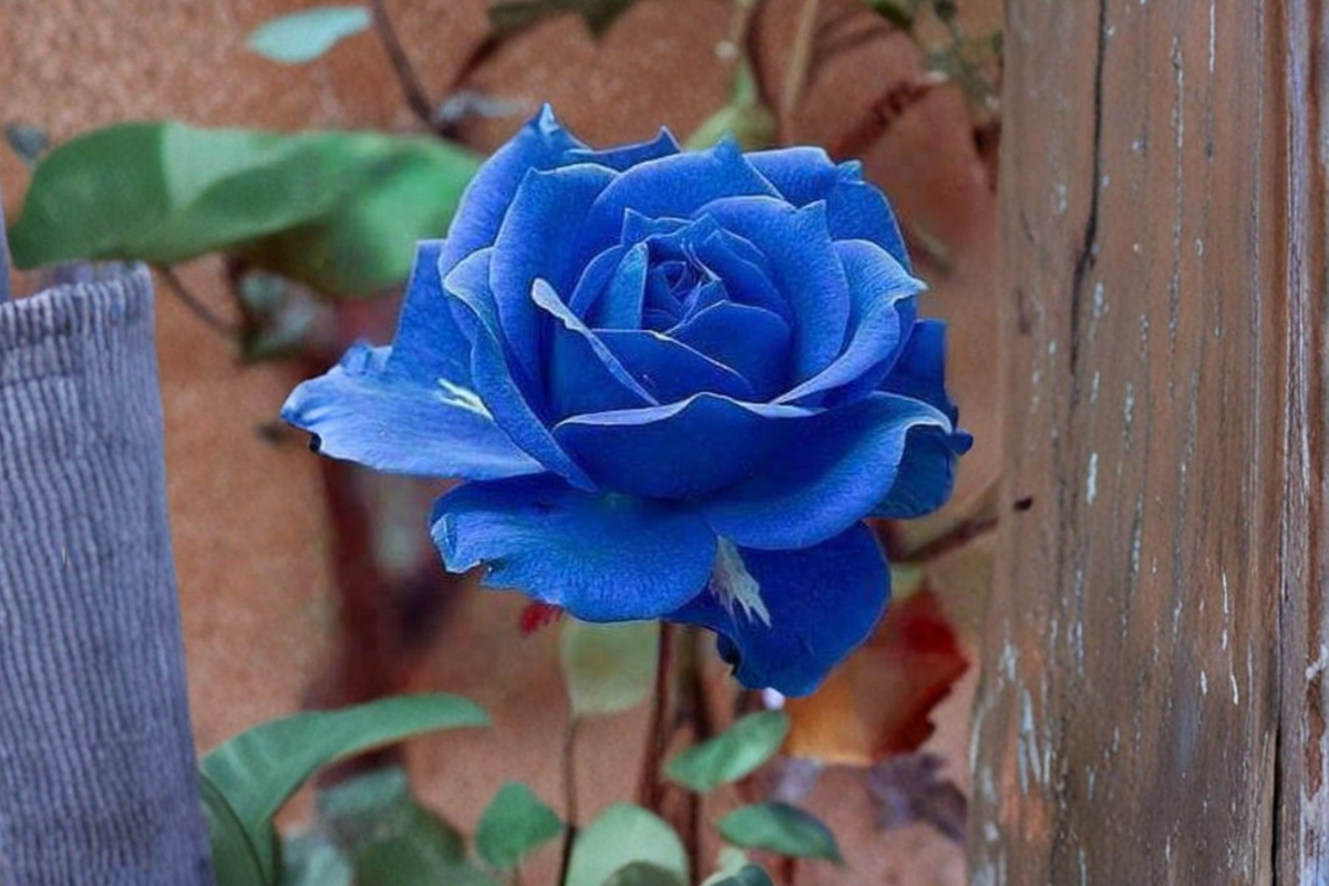 Midnight Blue Rose Seeds – 30 Blue-Purple Seed Pack for Ornamental Garden