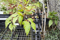 European Beech Sandrode - 1 Year Grafted Live Plant, ~10 Inches Tall
