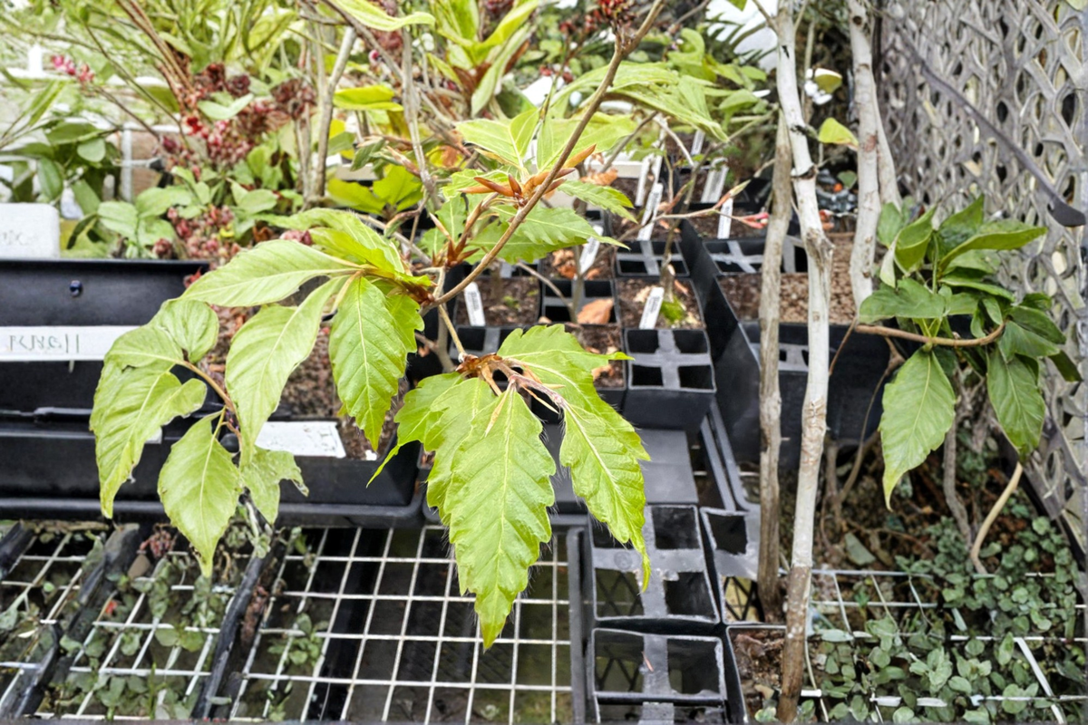 European Beech Sandrode - 1 Year Grafted Live Plant, ~10 Inches Tall