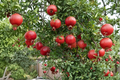 Salavatski Pomegranate Live Tree – Large Established Fruitful Pomegranate Punica granatum