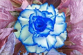 Triple Crown Desert Rose Seeds (Adenium obesum) - 5 Seeds