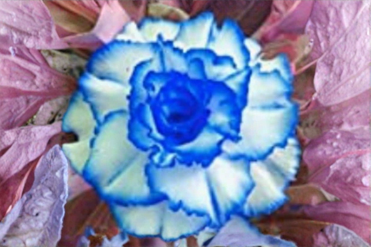 Triple Crown Desert Rose Seeds (Adenium obesum) - 5 Seeds